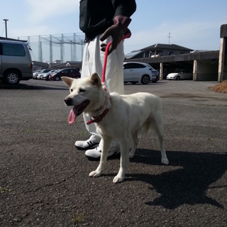 人なつっこいとてもいい子です！！白い中型女の子