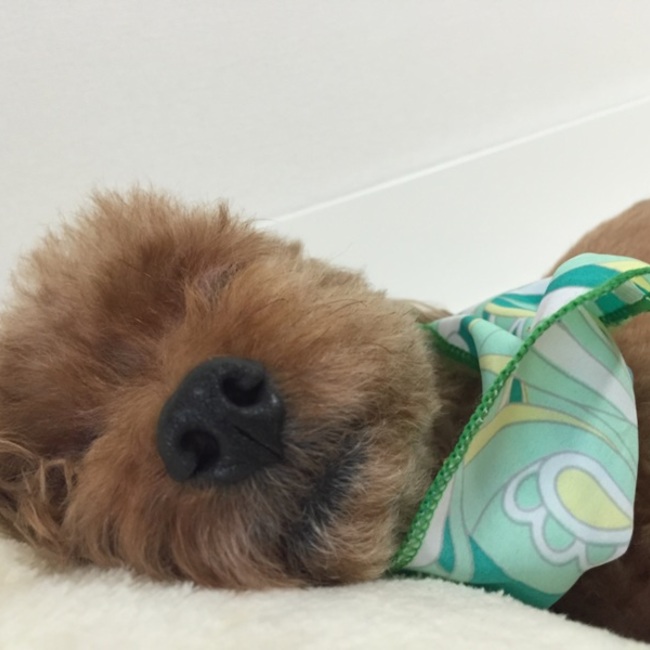 みずほりゅう君のカバー写真