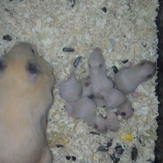 キンクマハムスターの赤ちゃん五匹再募集