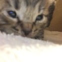 生後数日のオスの子猫ちゃん
