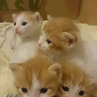 ハムスター柄の仔猫が生まれました