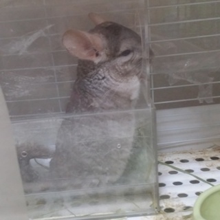 チンチラ、シナモン、３歳