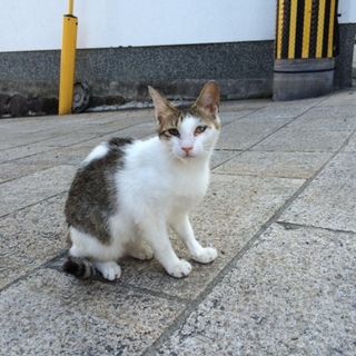 家族になってください。