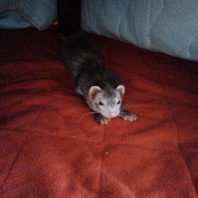 えくれっとのカバー写真