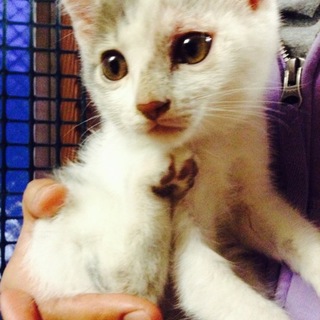 里親さん募集中