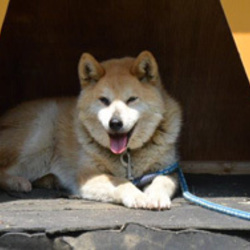 かぐらさんです