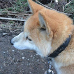 「かぐらさんです」サムネイル2