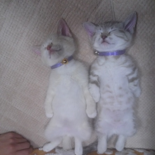 ゆかちゃんまんのカバー写真