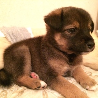 …家族に迎えていただけませんか…空くん