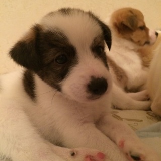 …家族に迎えていただけませんか…大豆くん