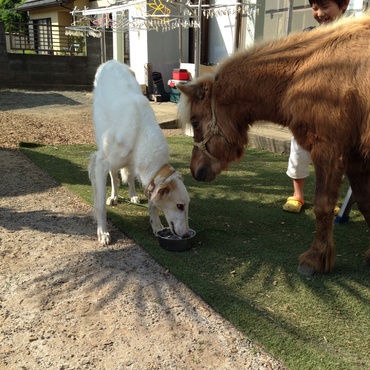 庭で苦手なティエラと。