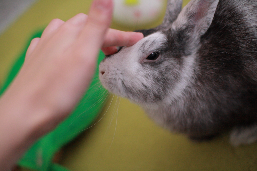 家に来てから2ヶ月が経ち うたママさんのペットログ 698 ペットのおうち 月間利用者150万人