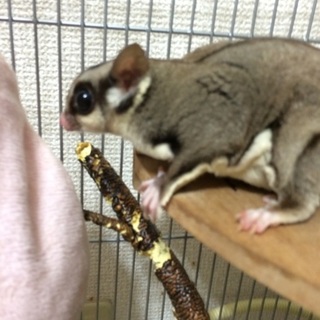 フクロモモンガの♂2歳です。