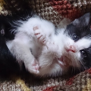 生後1ヶ月くらいの子猫の里親を募集します。