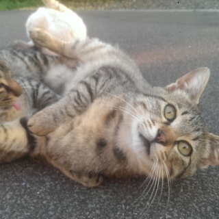 人懐こい兄弟です