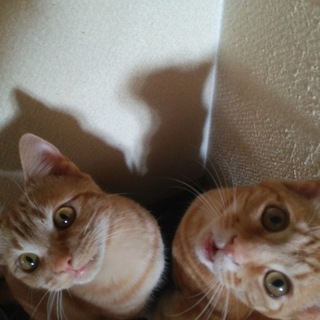 里親募集です。