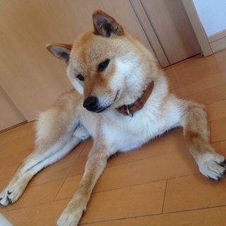 柴犬　2才の男の子