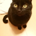 黒猫・ちびちゃん