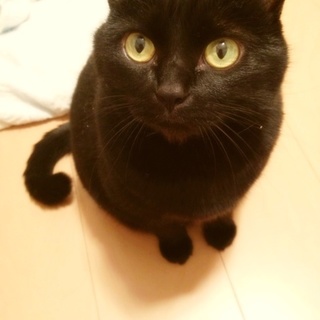 黒猫・ちびちゃん