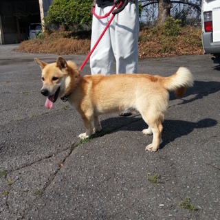 緊急募集！！胴長短足がかわいい若い男の子です