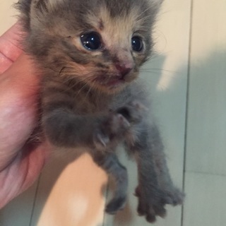 急ぎです。里親になってください