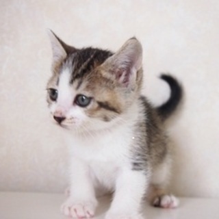 でら！ハッチャ！