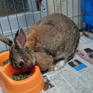 ミニウサギの里親さん募集中です。