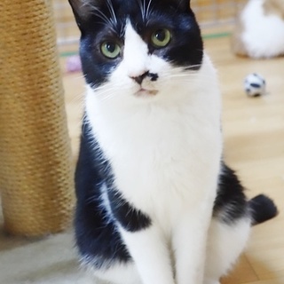 人を待つ　黒白あまえたさん・・・