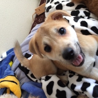 雑種 子犬 新しい家族探しています
