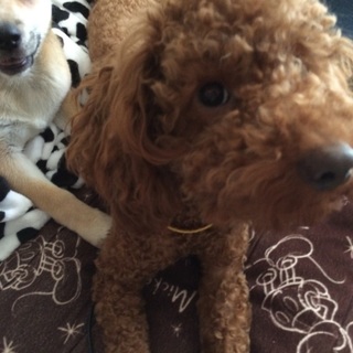 新しい家族にしてください！