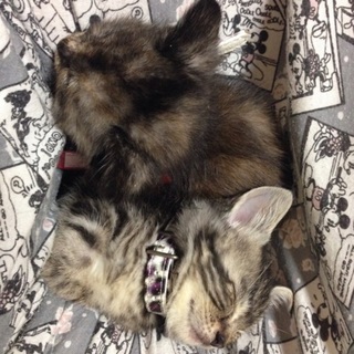 子猫4匹います！