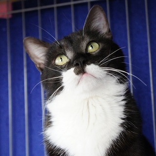 白黒タキシード柄　まこと君