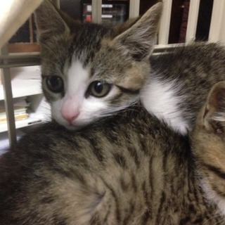 ジャイ子　手強い女の子