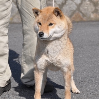 　無事里親様へ引き渡しました。ありがとう