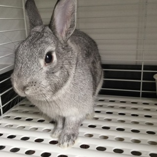 急募！ネザー系のうさぎ