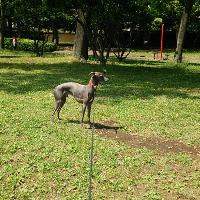 iggykazのカバー写真