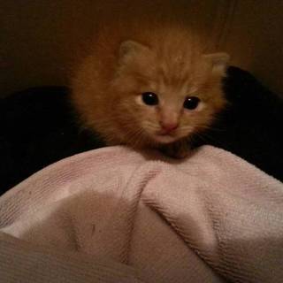 里親急募！保護しています