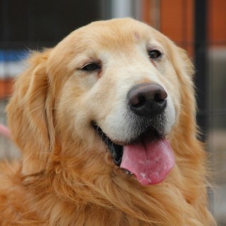 ゴールデン　６才２か月　男の子　～繁殖犬引退～