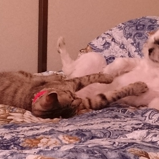 至急里親になっていただける方