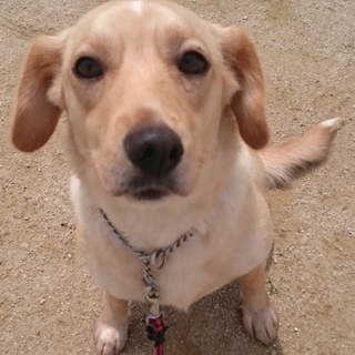 花梨（かりん）ＭＩＸ♀