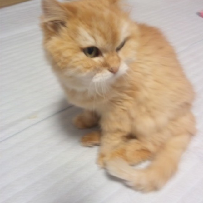 たかちょのカバー写真