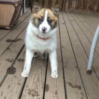 この子の命を救ってください。