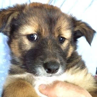 生後50日賢いmixの女の子!