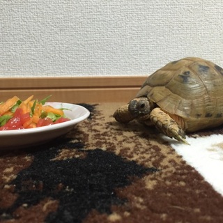 募集を一時停止させていただきます