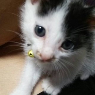 子猫の里親を募集しています！