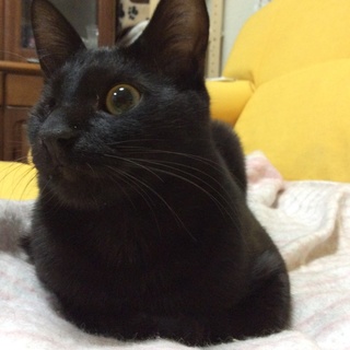 ９ヶ月のやんちゃな黒猫♂