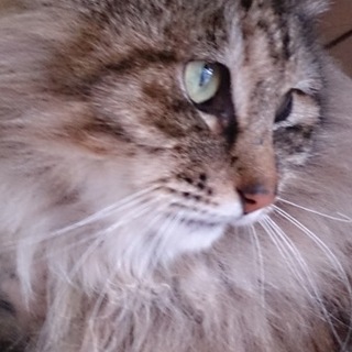 もしかして？ノルウェイジャンのルイの家族を求めます