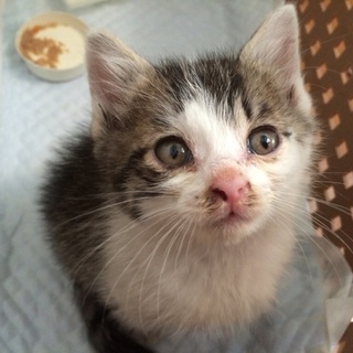 里親募集！仙台