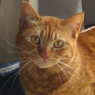 ★甘えんぼ茶美ちゃん★