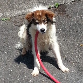 期限切迫！！シェルティミックスの若い男の子です。